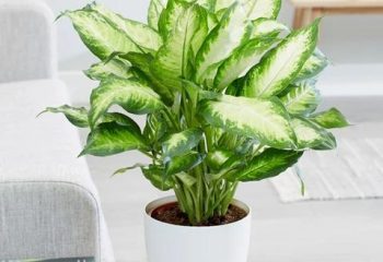 Vạn Niên Thanh: loại cây thanh lọc không khí nhưng độc
